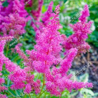 Tawułka Little Vision in Pink/Astilbe 2L