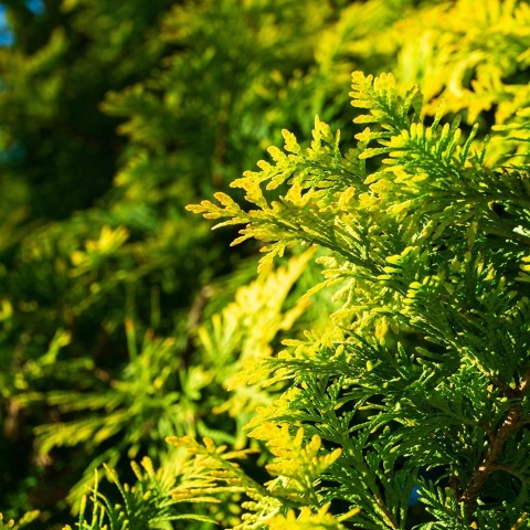 Żywotnik zachodni Aureospicata 2L