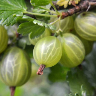 Agrest Puszkińskij 2L