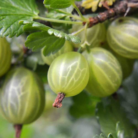 Agrest Puszkińskij 2L