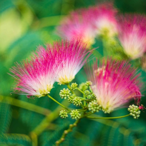 Albicja jedwabista Ombrella 2L