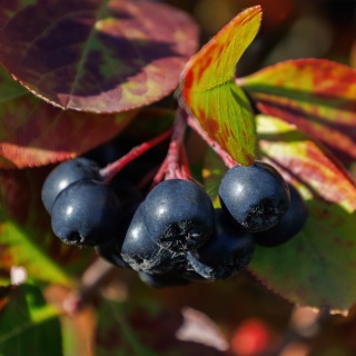 Aronia czarnoowocowa Nero 3L
