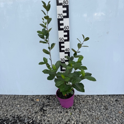 Aronia czarnoowocowa Nero 3L