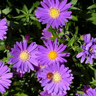 Aster nowobelgijski Alpha Light Purple 1,5L