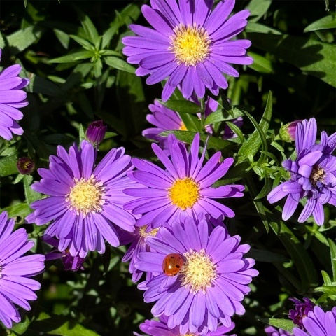 Aster nowobelgijski Alpha Light Purple 1,5L