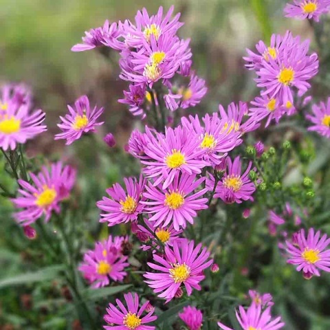 Aster nowobelgijski Magic Purple 2L