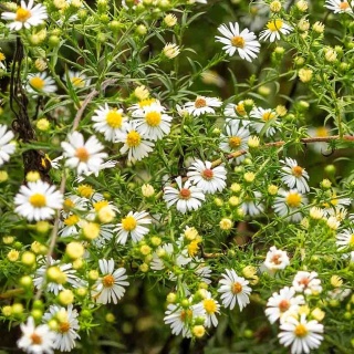 Aster wrzosolistny Golden Spray 1,5L
