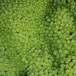 Azorella trójwidlasta 1L