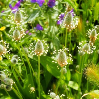 Babka lancetowata P9(0,5L)