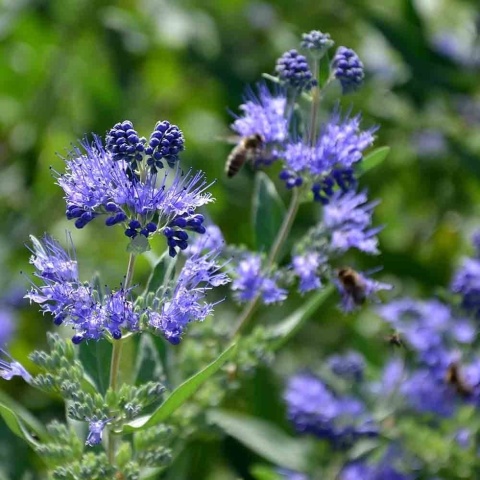 Barbula klandońska Dark Knight 2L