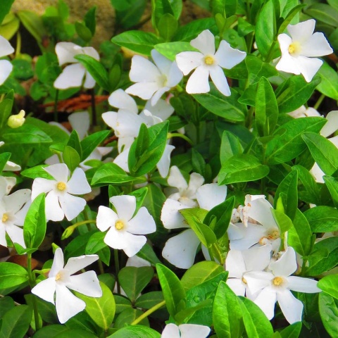 Barwinek pospolity Alba P11(1L)