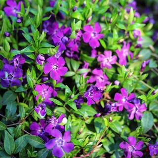 Barwinek pospolity Atropurpurea P9(0,5L)