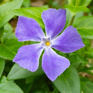 Barwinek pospolity La Grave Bovles Variety P11(1L)