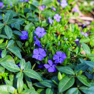 Barwinek pospolity P9(0,5L)