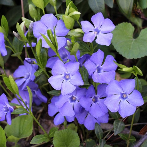 Barwinek pospolity Ralph Shugert P11(1L)