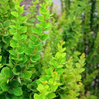 Berberys Thunberga 2L