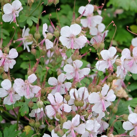 Bodziszek Geronimo White 1L