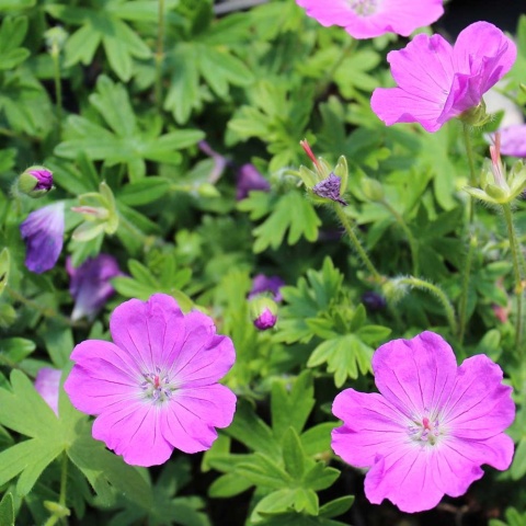 Bodziszek czerwony Max Frei 1L