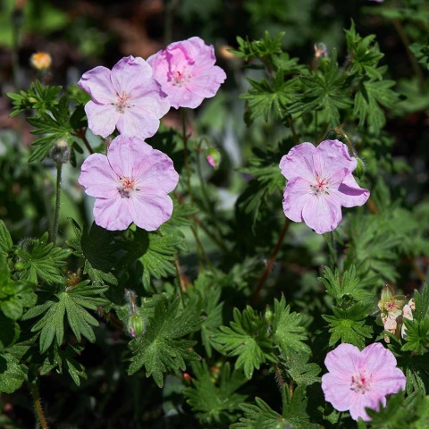 Bodziszek czerwony Vision Pink P9(0,5L)