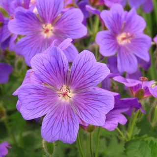 Bodziszek himalajski 5L