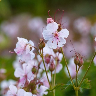 Bodziszek kantabryjski Biocovo 1L