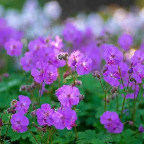 Bodziszek kantabryjski Cambridge P11(1L)