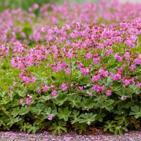 Bodziszek kantabryjski Karmina 1L