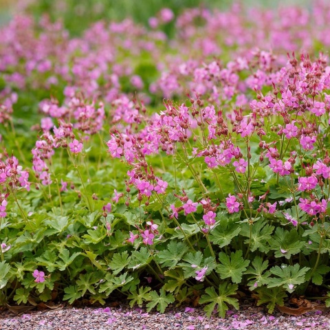 Bodziszek kantabryjski Karmina 2L