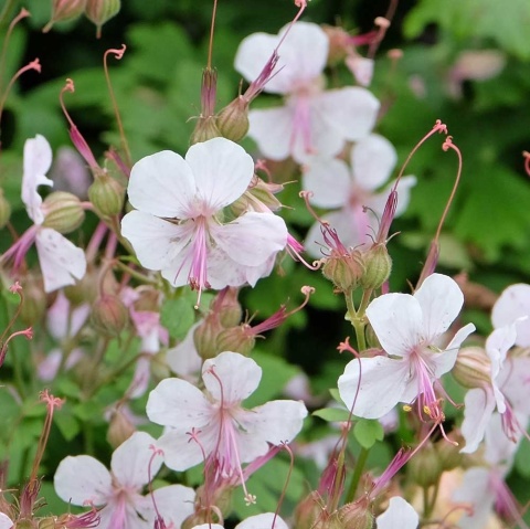 Bodziszek kantabryjski Saint Ola 1 Litr