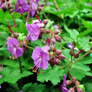 Bodziszek korzeniasty Bevans Variety 1L