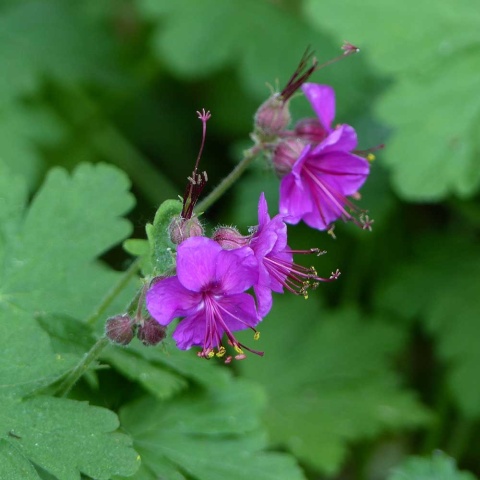 Bodziszek korzeniasty Czakor 1L