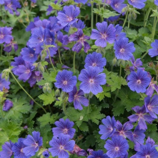 Bodziszek wspaniały 3L