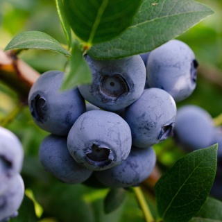 Borówka amerykańska Bluecrop P9(0,5L)