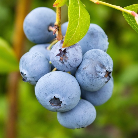 Borówka amerykańska Chanticleer 4-Letnie C4