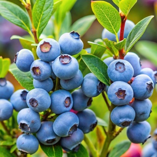 Borówka amerykańska Nelson 4-Letnie C4