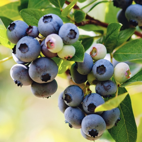 Borówka amerykańska Sierra 4-Letnie C4