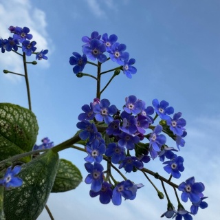 Brunnera wielkolistna Sea Heart C2