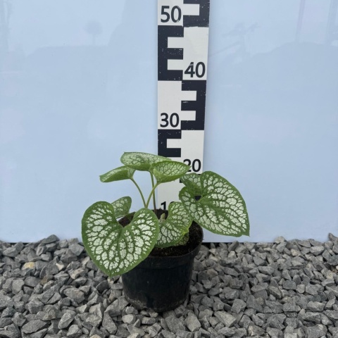 Brunnera wielkolistna Sea Heart C2