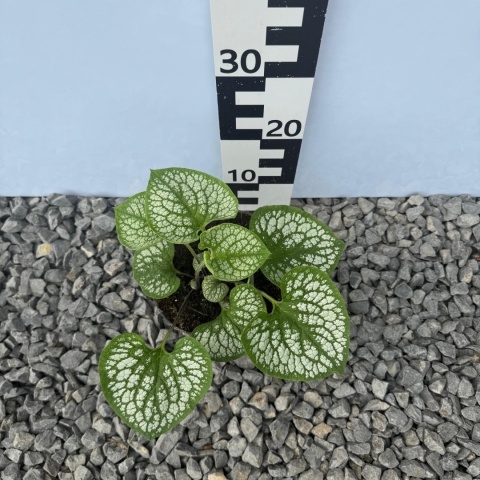 Brunnera wielkolistna Sea Heart C2