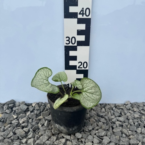 Brunnera wielkolistna Silver Heart C2