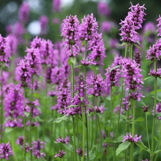 Bukwica zwyczajna ( Czysciec lekarski) STACHYS P9(0,5L)