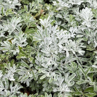 Bylica Stellera Silver Brocade 2L