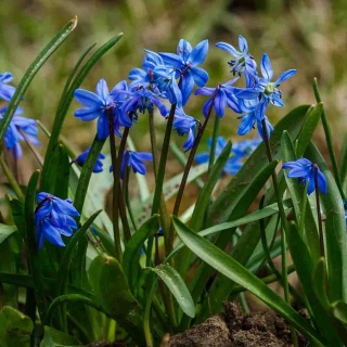 Cebulica niebieska 1L