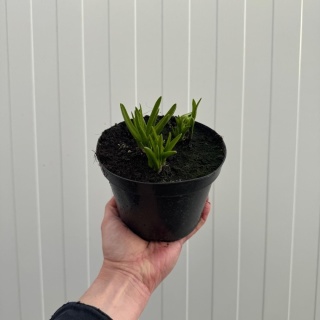 Cebulica niebieska 1L