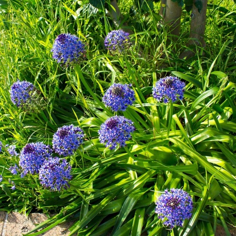 Cebulica peruwiańska 1,5L