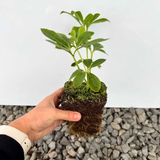 Ciemiernik Double Ellen Green P9(0,5L)