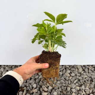 Ciemiernik Double Ellen Picotee P9(0,5L)