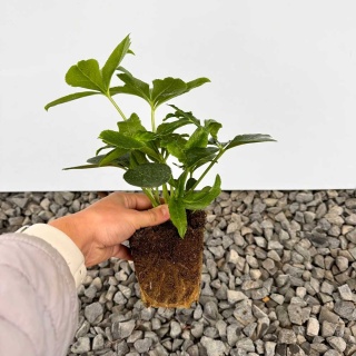 Ciemiernik Double Ellen Pink P9(0,5L)