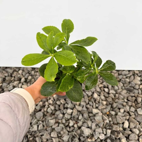 Ciemiernik Double Ellen Pink P9(0,5L)