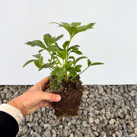 Ciemiernik Double Ellen Purple P9(0,5L)